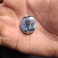 شجر زیبا قائن. تک درخت بی نقص