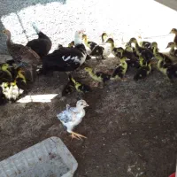 جوجه سیکا یک هفته ای و بقلمون برنز یک هفته ای