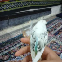 مرغ عشق