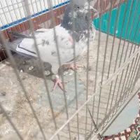 کبوتر