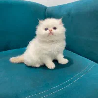 پرشین کت نارنجی و سفید