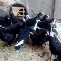 کبوتر کفتر