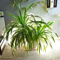 گل پاندانوس