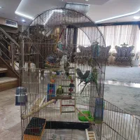 ۱۰عددمرغ عشق