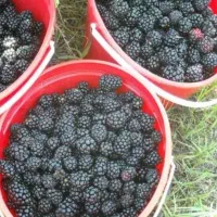 شاتوت درجه یک از باغات طرقبه شاندیز