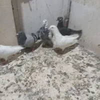 کبوتر پرشی