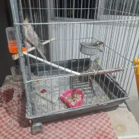 عروس هلندی