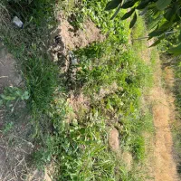 قطعه باغ ۵۰۰ متری