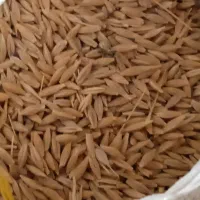 جو بهاره دیم