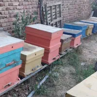 فروش زنبور عسل