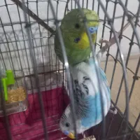مرغ عشق