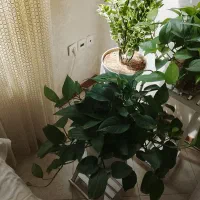 گل طبیعی|گل و گیاه طبیعی|مشهد, مشکینی (شهرک غرب)|دیوار