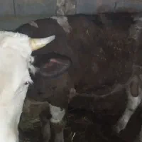 سلام فروش گوساله نر