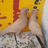 نر ماده زرد کرمونی کاکل