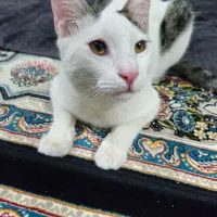 گربه dsh|گربه|مشهد, ایثار|دیوار