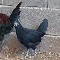 جوجه مرغ محلی اصل
