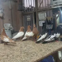 ساری کوینح و قره کوینح تهرانی نقش