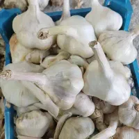 سیر خشک درجه ۱ همدان ( سولان)