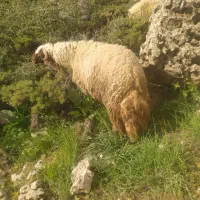 شک ورن سنجابی