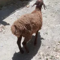 فروش بره زرنگ و سرحال