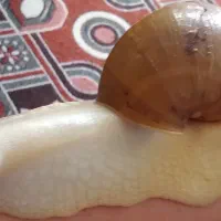 حلزون|خزنده|بوئین زهرا, |دیوار
