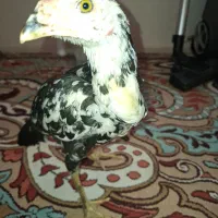 خوروس لاری
