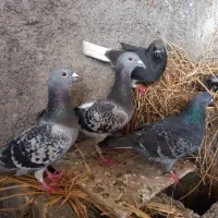 کبوتر تهرانی