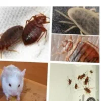 سمپاشی ساس و سوسک باضمانت نامه سم پاشی