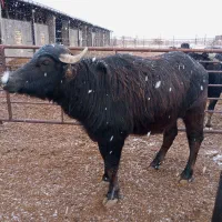 گاومیش دزفولی آبستن شکم اول درجه یک