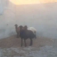 یک عدد میش شیشک هترو با دو بره هترو