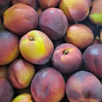 میوه شیرین حراج انگور ۱۰۰