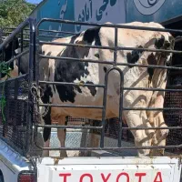 ماده گاو داشتی و کشتاری