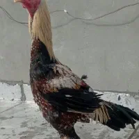 خروس لاری