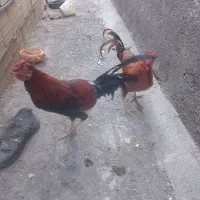 خروس