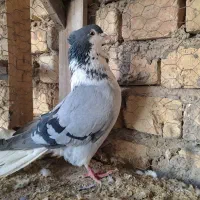 کبوتر دمگیر نر بدرنگ سینه گلی دوبحر