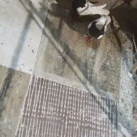 یک جفت کفتر طوقی خوشگل معاوضه با قناری