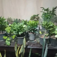 انواع گل اپارتمانی