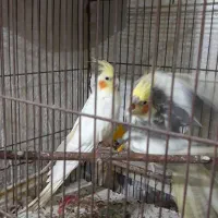 عروس هلندی جفت