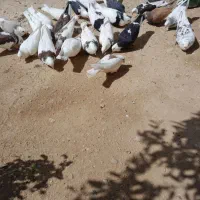 کبوتر فروشی