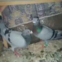 نروماده