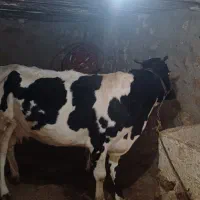 گاو شیری و گوساله