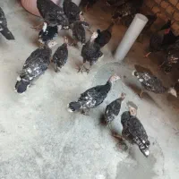بوقلمون جوجه