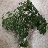 فروش گل|گل و گیاه طبیعی|ایلام, |دیوار
