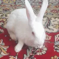 خرگوش عروسک اسباب بازی فروشی معاوضه با مینا