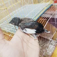 جوجه مینا