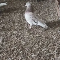کبوتر سرور زرد
