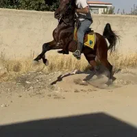 پرورش اسب سلیمانی