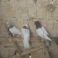 پرنده فروشی