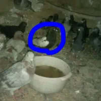 کفتر نر