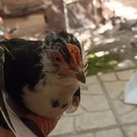 خروس گلین